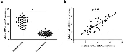 Figure 7. Expression correlation between circSLC8A1 and FOXJ3 in NSCLC tissues. (a). Relative mRNA expression of FOXJ3 in NSCLC tissues compared with normal tissues. *p < 0.05 vs. normal tissues. (b). Expression correlation between circSLC8A1 and FOXJ3 in NSCLC tissues by qRT-PCR