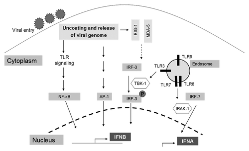 Figure 1. A summary of signaling pathways leading to the induction of interferons. Viral entry is followed by the release of the viral genome into host cells, triggering the activation of TLRs, or cytoplasmic viral sensors (RIG1 and MDA5), or the activation of the NFκB, AP-1, IRF-3, and IRF-7 signaling pathways. Collectively, these pathways lead to the induction of interferons α and β, which are encoded by the IFNA and IFNB genes respectively.