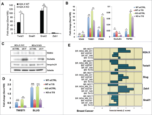 Figure 3. The EMT-related transcription factors Twist1 and Slug mediate in H2A.X loss-induced EMT. (A) Analysis of the transcript levels of Twist1, Snail1, Snail2 (Slug) and Zeb1 in MCF10A cells. Expression values are relative fold change for gene transcripts normalized to 18S RNA (gene/18S ratio). Error bars represent the SEM (n = 3). Statistical significance was determined by a 2-tailed, unpaired Student's t-test. (B) Effects of Twist1 and Slug co-silencing on the transcript levels of VCAN, THBS1, ITGB4, OCLN (occluding) and TGFB2. Cells were transfected for 3 days with control siRNA (siC) or with a pool of siTwist1 and siSlug (siT/S). Expression values are relative fold change for gene transcripts normalized to 18S RNA (gene/18S ratio). It should be noticed that this panel is an extension of the Figure 2C, with inclusion of the siTwist/Slug transcript values. The two panels are presented separately to allow smooth reading of this report. Error bars represent the SEM (n = 3). Statistical significance was determined by a 2-tailed, unpaired Student's t-test. (C) Immunoblot of THBS1, ITGB4 (integrin β4) and OCLN (occluding) upon Twist1 and Slug co-silencing. Cells were transfected for 3 days with control siRNA (siC) or with a pool of siSlug and siTwist1 (siS/T). Immunoblot analysis was performed using tubulin as loading control. (D) Verification of the Twist1 and Slug transcript levels by real time PCR. Cells were transfected for 3 days with control siRNA (siC) or with a pool of siTwist1 and siSlug (siT/S). Expression values are relative fold change for gene transcripts normalized to 18S RNA (gene/18S ratio). Error bars represent the SEM (n = 3). Statistical significance was determined by a 2-tailed, unpaired Student's t-test. (E) Inverse correlation between the transcript levels of H2A.X and the EMT-related transcription factors Twist1, Slug, Zeb1 and Snail1 in the breast cancer subpanel of the NCI60. The Z score represents the transcript expression in standard deviation units relative to the gene-specific mean expression level.