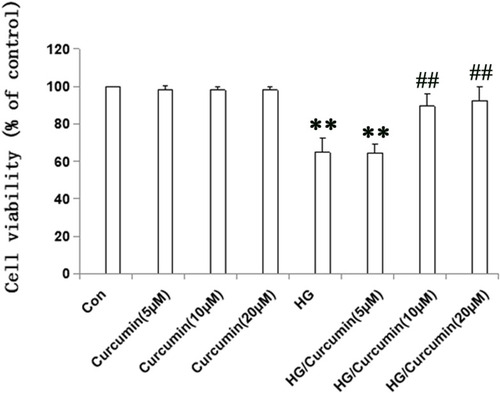 Figure 1 Effects of Curcumin on cell viability of NRK-52E cells. Cells were pre-treated with Curcumin (5 μM, 10 μM, 20 μM) for 24 h. Following Curcumin treatment, the medium was changed and cells were treated with 30 mM HG for 48 h. Data are presented as the mean ±SEM (n=6); (**P < 0.001 vs Control group, ##P < 0.001 vs HG).