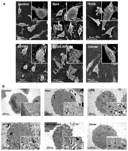 Figure 5 Electron microscopy images of L-929 cells. Morphological alterations and intracellular ultrastructures of L-929 cells exposed to 500 ppm of SPIONs coated with various functional groups for 24 hours were observed by SEM (A) and TEM (B), respectively.Notes: The scale bars in the large and inserted SEM images were 30 μm and 6 μm, respectively. The scale bars in the large and inserted TEM images were 5000 nm and 1000 nm, respectively. The electron micrographs shown in this figure are representative of six independent experiments with similar results.Abbreviations: APTMS, (3-aminopropyl)trimethoxysilane; DMSO, dimethyl sulfoxide; SEM, scanning electron microscopy; SPION, superparamagnetic iron oxide nanoparticles; TEM, transmission electron microscopy; TEOS, tetraethyl orthosilicate.