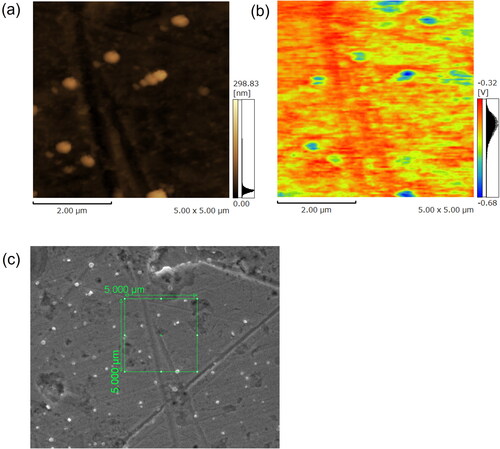 Figure 2. Examples of (a) topography and (b) surface potential maps of CsCl particles with an electric mobility of −2.05 × 10−13 m2/V･S as analyzed by KPFM, and (c) electron micrograph as analyzed by SEM. The green lined rectangle in (c) corresponds to the maps of (a) and (b).