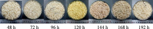 Figure 2. Aspergillus niger pellets in soybean wastewater at different time points.