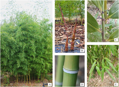 Figure 1. Photographs of P. incarnata. (A) Plants, (B) Bamboo shoots, (C) Leaf auricles, (D) Bamboo node, (E) Leaves. All photos were taken and redacted by B.X. Wang and Y.K. Liu at Wenjing District, Chengdu City, Sichuan Province, China (N30°42′6″, E103°51′30″), accessed on 21 March, 2022.