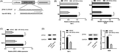 Figure 4. ZFP91 is a direct target of miR-188-5p. (A) The schematic diagram of ZFP91 with miR-188-5p binding sites. (B) Luciferase reporter assay showed that miR-188-5p mimics significantly decreased the luciferase activity of ZFP91-Wt but not ZFP91-Mut. (C, D) MiR-188-5p mimics greatly downregulated ZFP91 expression in AML cells. *p < .05.