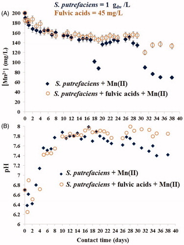 Figure 4. Kinetics of Mn(II) sorption by viable S. putrefaciens (1 gdw/L) for 38 days in absence/presence of fulvic acids (45 mg/L) at the initial Mn(II) concentration of 200 mg/L (A) and change of pH in the same experiments (B).