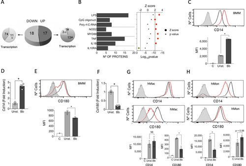 Fig. 3 Proteomic analysis of BMMs stimulated with B. burgdorferi.a Pie chart showing the upregulated (dark gray) or downregulated proteins (light gray) in response to stimulation with the spirochete. The smaller pie charts on each side represent the direction of the regulation corresponding to the genes encoding the differentially expressed proteins. b Upstream regulators with significant Z scores (>2, red circles or <−2, green circle) and the number of regulated proteins. c Flow cytometry analysis of CD14 expression in BMMs stimulated with B. burgdorferi (red histogram) compared with unstimulated cells (black histogram). The gray histogram represents the unstained control. The average of the mean fluorescence intensity (MFI) ± SE for three independent mice is represented below. The experiment is representative of three performed. d Upregulation of Cd14 expression levels determined by qRT-PCR of RNA extracted from B. burgdorferi-stimulated BMMs (black bar) or unstimulated controls (gray bar). The results represent the average ± SE of four independent mice and are representative of three experiments performed. e Flow cytometry analysis of CD180 expression in BMMs stimulated with B. burgdorferi (red histogram) compared with unstimulated cells (black histogram). The gray histogram represents the unstained control. The average of the MFI ± SE for three independent mice is shown below and is representative of three experiments. f Downregulation of Cd180 expression levels by qRT-PCR in BMMs stimulated with B. burgdorferi (black bar) or unstimulated controls (gray bar). The results are the mean ± SE of 4 independent mice. g Expression of CD14 (top histograms) and CD180 (bottom histograms) in human monocyte-derived macrophages stimulated with B. burgdorferi (red histograms) and unstimulated controls (black histograms). The gray histogram represents the unstained controls. The average of the mean fluorescence intensity (MFI) ± SE for three independent determinations is represented below. The results are representative of those obtained with six independent samples. h Expression of CD14 (top histograms) and CD180 (bottom histograms) in hMon stimulated with B. burgdorferi (red histograms) and unstimulated controls (black histograms. The gray histogram represents the unstained controls. The average of the mean fluorescence intensity (MFI) ± SE for three independent determinations is represented below. The results are representative of those obtained with nine independent samples