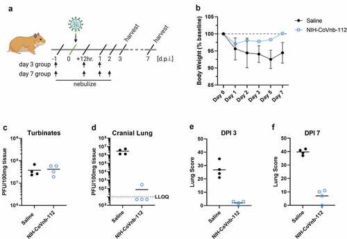 Figure 5. NIH-CoVnb-112 nebulization treatment in a hamster model of SARS-CoV-2. (a) Schematic overview of study design for nebulization treatment of Syrian hamsters with NIH-CoVnb-112. Adult Syrian hamsters (n = 8/group, males, 12 weeks old) were treated at −24 hours prior to virus challenge with nebulized saline or NIH-CoVnb-112 (25 mg/mL) in a 5 mL volume over 20 minutes. Following intranasal challenge, each group was treated at 12 hours post infection with the same condition, and again at 1 dpi. Half of the animals in each group received a fourth dose at 2 dpi. Animals were weighed daily and oral swabs taken at dpi 1–3. Groups were euthanized at day 3 and day 7 post infection respectively and sample taken for assessment. (Figure elements generated using BioRender.com) (b) Body weight change as a percentage of baseline weight for day 7 post infection group (n = 4/group, mean ± SD) (c) Viral burden from turbinate tissue of the day 7 post infection group as determined by double plaque overlay assay. (d) Viral burden from cranial lung tissue of the day 7 post infection group as determined by double plaque overlay assay. (e-f) Hematoxylin and eosin-stained tissue sections from the day 3 and day 7 post infection animals were semi-quantitively scored by a pathologist blinded to condition using an established scoring metric. Metrics included overall lesion extent, bronchitis, alveolitis, pneumocyte hyperplasia, vasculitis, and interstitial inflammation; each on a 0–4 (lesion extent) or 0–5 scale (all others) and scores summed for both lungs. Detailed data for day 3 and day 7 post infection are shown in Supplementary Fig. 10.