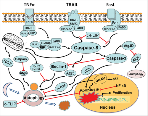 Figure 2. Cross-talk mechanism between autophagy and apoptosis. Molecular signaling pathways affect both autophagy and apoptosis. Atg levels are mediated by caspase, calpain, c-FLIP, Bcl-2, p53, and so forth. Red arrows ending in perpendicular lines denote inhibition of the reaction.