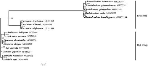Figure 1. Maximum-likelihood (ML) phylogenetic tree based on the CDS of 59 shared genes from chloroplast genomes of R. huadingense and 15 other species. The support values are indicated at the branches. The accession number of GenBank for each species is listed in the figure.