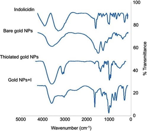 Figure 3 FTIR spectra. Representative fourier transformed infrared spectra of free indolicidin, bare gold NPs, thiol-capped gold NPs and indolicidin conjugated with gold NPs (gold NPs-I) are shown.Abbreviations: FTIR, fourier-transform-infrared spectroscopy; I, indolicidin; NPs, nanoparticles; gold NPs-I, indolicidin-gold nanoparticles conjugates.