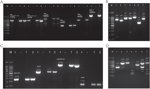 Figure 2 (A) The run products of resistance genes of blaCTX-M-1 group, blaCTX-M-9 group, blaTEM, blaSHV, blaOXA-1 and mcr-1 on 2% agarose gel electrophoresis. M, size marker; +, Positive control; −, Negative; 1, sample 1; 2, sample 2. (B) The run products of seven different housekeeper genes of fumC, recA, icd, gyrB, mdh, adk, purA on 2% agarose gel electrophoresis. M, size marker. (C) The run products of partial virulence genes of hek-hra, hlyC, papGII-III, iroN on 2% agarose gel electrophoresis. M, size marker; +, Positive control; −, Negative; 1, sample 1; 2, sample 2. (D) The run products of replicons of IncFIA, IncFIB, IncHI2, IncI1, IncN, IncFIA+IncFIB and IncHI2+IncI1 on 2% agarose gel electrophoresis. M, size marker.