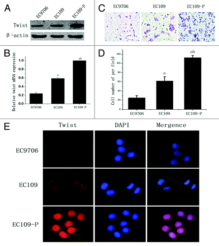 Figure 2. Expression of twist in ESCC cell lines. (A)Western blot and (B) real time PCR analysis of twist expression in ESCC cell lines EC9706, EC109 and EC109-P. β-actin was used as a loading control. (C and D) Transwell assays analysis of the invasion ability of ESCC cell lines. (E) Immunofluorescence analysis of twist in ESCC cell lines. The values presented are the means of three determinations (Original magnification, 400x). abStatistical significance (ap < 0.05 vs. EC9706 and bp < 0.05 vs. EC109).