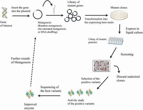 Figure 2. Schematic illustration of directed evolution method.