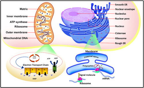 Figure 1. Schematic representation of structure and function of endoplasmic reticulum and mitochondria.