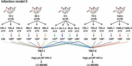 Figure 2. Flowchart of the spleen-based proteomic study. Infection model II was carried out to obtain the samples at 12 h, 36 h, 72 h and 144 h for quantitative proteome by TMT 10-plex labeling.