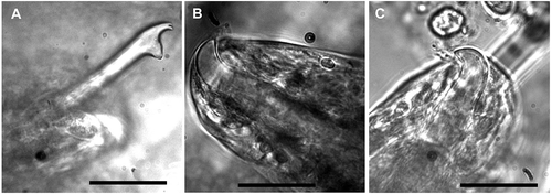 Figure 9. Light microphotographs of Haplosyllis giuseppemagninoi sp. nov. A, Mid-body chaeta. B, Mid-body acicula. C, Acicula from most posterior segments. Scale bars 20 μm. Paratype (MNCN 16.01/13173).