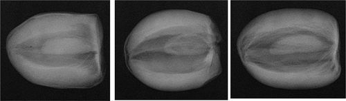 Figure 12. X-ray images of dates with different size of seeds.