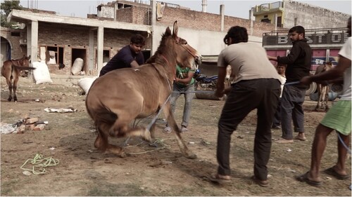 FIGURE 6. Owner/handers preparing to castrate a mule in Nepalganj, Nepal.