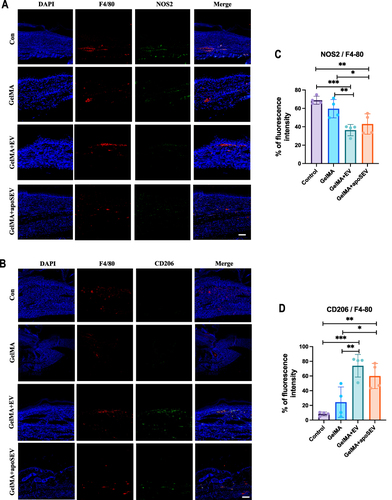 Figure 8 ApoSEV promoted an increase in the ratio of M2 polarization macrophages to M1 polarization in vivo. (A and B) immunofluorescence staining of M1 macrophage marker NOS2 (C) and M2 macrophage marker CD206 in regenerated skin tissue in different groups at day 14. Scale bar = 100 μm. (C and D) Quantitative analysis the ratio of relative mean density of immunohistochemical staining of NOS2 and CD206 to F4/80 in regenerated skin tissue among various experimental groups on day 14. The data represent the mean ±SD in the figures. Significant differences between groups are indicated as * P< 0.05; ** P < 0.01; *** P < 0.001.