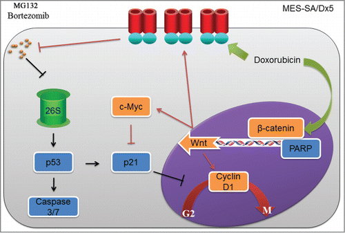 Figure 6. (A)proposed mechanism of attenuated Proteasome Inhibitor-induced cytotoxicity in the multidrug-resistant MES-SA/Dx5 cancer cells Since MES-SA/Dx5 and the parental MES-SA cancer cells both trigger similar apoptosis pathway after MG132 or bortezomib treatment, MES-SA/Dx5 cells efflux MG132 or bortezomib out of the cell via ABCB1 expression, resulting in reduced MG132 or bortezomib cytotoxicity. MES-SA/Dx5 cells then increase the expression of the cancer-cell growth factors cyclin D1 and c-Myc through the Wnt pathway to subsequently inhibit p21 regulation on the cell cycle. These events render MES-SA/Dx5 cells capable of resisting cell cycle suspension in the G2 phase caused by MG132 or bortezomib, permitting the cancer cells to proliferate normally and consequently alleviating proteasome Inhibitor cytotoxicity.