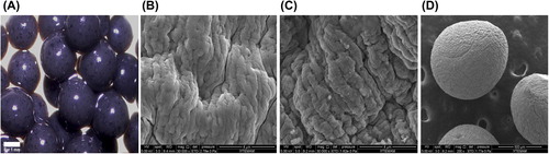 Figure 1. Microscopy photographs (A) and SEM micrograph of chitosan and magnetic chitosan–clay-beads (B) natural chitosan (30,000×) and (C,D) magnetic chitosan–clay-beads (C: 30,000×, D: 200×).