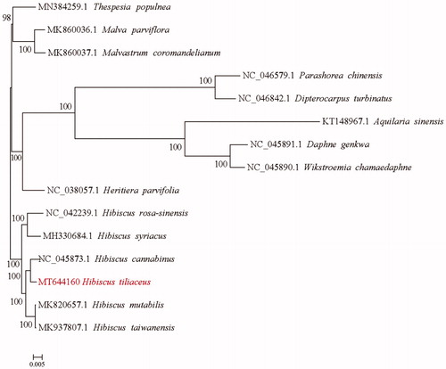 Figure 1. Phylogenetic relationship of the H. tiliaceus chloroplast genome with 14 previously reported complete chloroplast genomes. A total of 1000 bootstrap replicates were computed and the bootstrap support values are shown at the branches. GenBank accession numbers were shown.