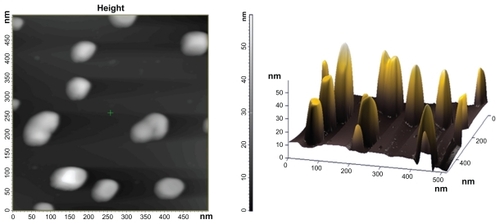 Figure 4 Atomic force microscopy images of gold nanoparticles formed as a result of reduction of 10 mL HAuCl4 solution (10−3 M) by 5 mL of cytosolic extract. The image has been captured after completion of 24 hours of reaction between HAuCl4 and Candida albicans extract. (A) and (B) are representative two-dimensional and three-dimensional image, respectively, of gold nanoparticles.