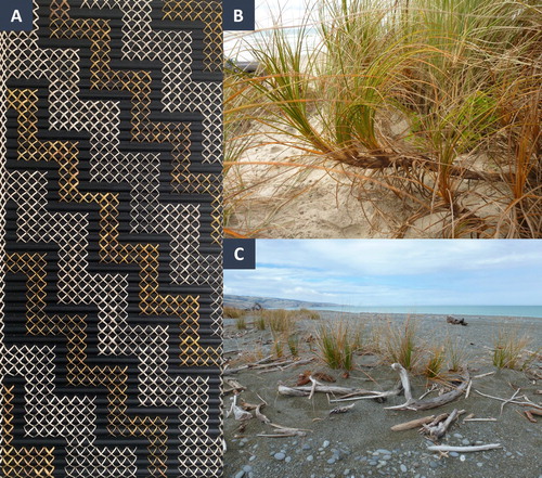 Figure 1. Pīngao (Pīkao; F. spiralis) are of cultural and ecological significance, and are morphologically variable across different parts of New Zealand. A, Woven tukutuku panel – the yellow fibre is pīngao and the white fibre is kiekie (Freycinetia banksia). B, Pīngao in many Te Ika-a-Māui/North Island locations have long spreading rhizomes, such as those pictured from Matakana Island, Bay of Plenty. C, Pīngao from many Te Waipounamu/South Island populations have short rhizomes, such as those pictured from Kaitorete Spit, Canterbury. (Photos: Stacey Bryan©).