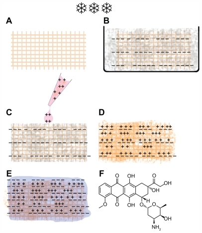 Figure 1 Procedure of implant functionalization and doxorubicin (DOX) loading. (A) A macroporous tantalum implant. (B) Implant embedded with hyaluronic acid followed with lyophilization. (C) DOX mixed with methylated collagen was dropped on to the embedded implant. (D) A hyaluronic acid-embedded implant was loaded with DOX and methylated collagen. (E) Terpolymer of hydroxylethyl methacrylate-methyl methacrylate-methylacrylic acid was added into the previous functional implant (D) and an implant with the copolymeric multilayer membranes loaded with DOX was made. “−− ” represents negative charge, and “+++” represents positive charge. (F) The chemical structure of DOX.