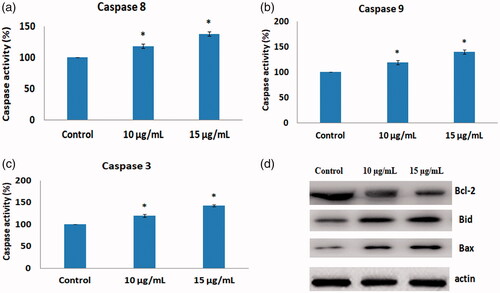 Figure 8. (a-c) Colorimetric assay for caspase-8,9 and 3 activity expression in AuNPs treated A549 cells. (d). Western blotting images for Bax, Bid, and Bcl-2 protein expression in AuNPs treated A549 cells.