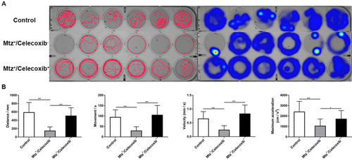 Figure 5 Analysis of the locomotor ability of demyelinated larvae following celecoxib treatment. (A) Digital tracks and corresponding heat maps of larvae from the control, Mtz+/celecoxib−, and Mtz+/celecoxib+ groups. (B) Statistical analysis of total distance, movement time, velocity, and maximum acceleration (ANOVA). *P <0.05; ***P<0.001.