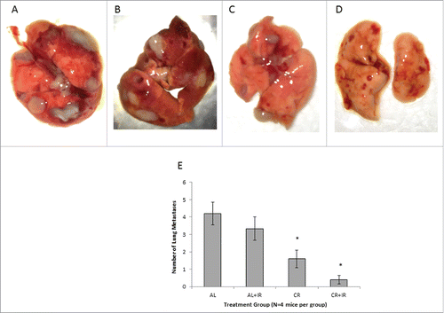 Figure 2. Lungs from each treatment group were grossly analyzed for presence of metastases at expiration. Mice in the AL group (A) had the most metastases in number on gross inspection. Lung nodules from mice in the AL+IR (B) and CR (C) groups appeared similar on gross inspection. Lung nodules from mice in the CR+IR group appeared less frequently than in any other treatment group (D). Average number of visible metastases was calculated for each cohort of mice (E). AL mice had on average 4.25 visible metastases compared with 3.25 in the AL+IR mice, 1.67 in the CR mice and 0.67 in the CR+IR mice. * Indicates significance in comparing to AL group only and ł indicated significance in both comparison with AL and AL+IR groups (p < 0.05).