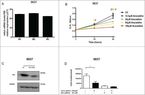 Figure 6. The M2 agonist Arecaidine inhibits in vitro cell proliferation of 5637 cell line. (A) M1, M2 and M3 mRNA expression levels in 5637 cell line. (B) MTS assay of 5637 cell proliferation in absence (control) or in presence of Arecaidine (12.5, 25, 50, 100 μM) for 24 and 48 hrs where cell survival was significantly decreased in a dose-dependent manner after both 24 and 48 hrs of treatment with Arecaidine. (C) Representative images of Western blot of M2 receptor expression in 5637 cells in absence and in presence of M2-siRNA pool (after 48 hrs of transfection). GAPDH was used to normalize the bands. (D) MTS analysis (reported as N. of cells) performed in 5637 cell line after 48 hrs of siRNA transfection and additional 48 hrs of Arecaidine (100 μM) treatment. The values are the mean ± SEM of 2 independent experiments performed in triplicate. #P < 0.001. Ctl, control. O.D., optical density.