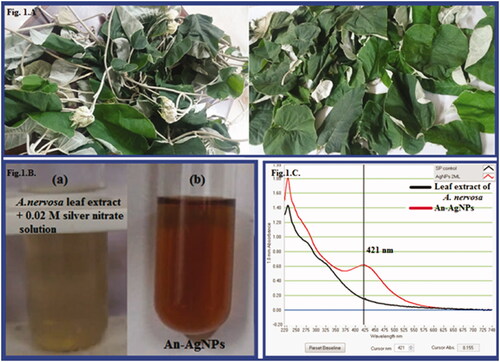 Figure 1. (A) Argyreia nervosa plant. (B): (a) Plant extract of A. nervosa; (b) Green synthesised An-AgNPs by Plant extract of A. nervosa. (C) UV-VIS absorption spectra of An-AgNPs synthesised from A. nervosa plant extract with 0.02 M silver nitrate.