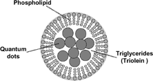 FIG. 6 Schematic representation of QD-encapsulated phospholipid nanoemulsion containing fluorescent CdSe nanocrystals and triolein in the emulsion core.