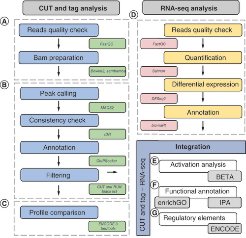 Figure 1. CUT&Tag and RNA-Seq integrated data analysis workflow.