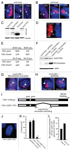 Figure 2 Cdt1 targeting induces Geminin-sensitive large-scale chromatin decondensation in G1. A03_1 cells were used in (A–J). (A) LacI-VP16, LacI alone or LacI-Cdc6 were transiently expressed, followed by IF with anti-LacI and Texas Red to detect open/decondensed (‘O’) or closed/condensed (‘C’) HSRs. Nuclei are stained with DAPI. (B) LacI-Cdt1 was expressed and analyzed by IF to detect chromatin decondensation. (C) Immunoblot of LacI-fusion protein expression for the results in Table 1. (D) Anti-LacI IF separated from DAPI showing LacI-Cdt1 present throughout the nucleus. (E) LacI-Cdt1 was expressed for 24 h, then pulsed with BrdU. Anti-BrdU and anti-H1-P staining was used to relate the index of BrdU-negative and H1-P-positive cells to the open or closed HSR status. (F) HA-Geminin was transfected at a 5:1 or 1:1 plasmid ratio with LacI-Cdt1 and relative protein expression verified by IB. (G and H) Examples of small-open, closed and large-open HSRs for the indicated conditions. (I) Diagram showing location of Cdt1 chromatin unfolding domain. (J) Chromatin unfolding ability of Cdt1-(Δ201-355) was tested as above. (K) Colony forming assays were performed in CHO cells to test the ability of wt-Cdt1 and Cdt1-(4201-355) to suppress colony growth. Stable selection for protein expression lasted 14 days, followed by Giemsa staining. (L) HeLa cells were used as in Figure 1B to determine the re-replication ability of Cdt1-(Δ201-355) versus wt-Cdt1 except 48-h transient transfections were used. Results from two experiments are shown compared to wt-Cdt1 (normalized to 100% rereplication ability).