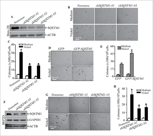 Figure 2. SQSTM1 upregulation played an important role in nickel-induced malignant transformation of human bronchial epithelial cells. (A and F) shSQSTM1-#1, shSQSTM1-#2, and shSQSTM1-#3 represent different shRNAs that specifically target 3 different sequences in SQSTM1 mRNA and its nonsense vector were stably transfected into Beas-2B cells (A) or BEP2D cells (F), respectively, and their stable transfectants were established and identified by western blot with specific anti-SQSTM1 antibody. (B and C) Beas-2B(Nonsense), Beas-2B(shSQSTM1-#1) and Beas-2B(shSQSTM1-#3) cells were repeatedly exposed to 0.5 mM NiCl2 for 6 months and then subjected to soft agar assay. The cell colonies were counted by microscopy. Each bar indicates the mean and SD from triplicate assays. The symbol (*) indicates a significant increase as compared with the medium control (p < 0.05), while the symbol (♣) indicates a significant decrease as compared with the Beas-2B (Nonsense) cells (p < 0.05). (D and E) Beas-2B(GFP) and Beas-2B(GFP-SQSTM1) cells were repeatedly exposed to 0.5 mM NiCl2 for 5 months and then subjected to the soft agar assay. Each bar indicates the mean and SD from triplicate assays. The symbol (*) indicates a significant increase in comparison to the Beas-2B(GFP) control (p < 0.05). (G and H) BEP2D(Nonsense), BEP2D(shSQSTM1-#1) and BEP2D(shSQSTM1-#3) cells were repeatedly exposed to 0.5 mM NiCl2 for 4 months and then subjected to the soft agar assay. The cell colonies were counted by microscopy. Each bar indicates the mean and SD from triplicate assays. The symbol (*) indicates a significant increase as compared with the medium control (p < 0.05), while the symbol (♣) indicates a significant inhibition as compared with the Beas-2B(Nonsense) cells (p < 0.05).