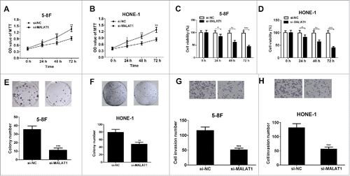 Figure 2. Knockdown of MALAT1 inhibits proliferation and invasion of NPC cell lines. 5–8F and HONE-1 cells were transfected with si-control or si-MALAT1. (A and B) MTT assay was performed to detect cell viability at 24, 48 and 72 h after transfection. (C and D) Trypan blue staining method was applied to determine cell viability at 24, 48 and 72 h after transfection. (E and F) The colony numbers of cell were determined by colony formation assay on day 14 after transfection. (G and H) Cell invasion capability was detected by transwell chamber assay at 48 h after transfection. *P < 0.05, **P < 0.01, ***P < 0.001 vs. si-NC.
