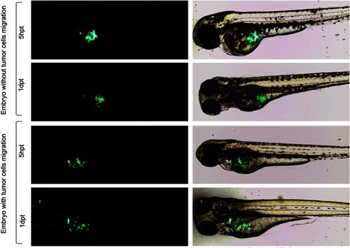 Figure 5 Representative images of migration of PANC-1PDX1/PANC-1Control cells within injected embryos. Fluorescent (left) and bright/fluorescent fields (right) images are presented 20× magnification. hpt is hour post-transplantation, dpt is days post-transplantation.