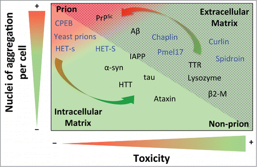 Figure 1. Prion propensity of amyloid-prone proteins. Effect of the number of aggregation nuclei per cell and cytotoxicity on the capacity of amyloids to infect; from low transmission (green) to high infective capacity (red). The proteins included in the graph represent the different subclasses of amyloids from extracellular (dotted area) and intracellular (shaded area) matrices. The functional amyloids are in blue. The arrows show switching possibilities between prion and non-prion. Note that the location of the amyloid-prone proteins in the graph is only to illustrate their prion or non-prion tendency. Protein abbreviations: amyloid β-peptide (Aβ), prion protein (PrPSc), cytoplasmic polyadenylation element-binding protein (CPEB), α-synuclein (α-syn), huntingtin (HTT), islet amyloid polypeptide (IAPP), (Pmel17), transthyretin (TTR) and β2-microglobulin (β2-M).