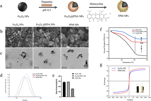 Figure 1 The synthesis and characterization of Fe3O4 NPs, Fe3O4 @PDA NPs, and FPM NPs. (a) A schematic illustration of FPM NPs synthesis. (b and c) SEM and TEM images of Fe3O4 NPs, Fe3O4 @PDA NPs, and FPM NPs. (d) Representative images showing the diameter distribution of the PBS-suspended magnetic nanoparticles. (e) Zeta potentials of magnetic nanoparticles in water (pH 7.0). (f) Thermogravimetric analysis of Fe3O4 NPs, Fe3O4 @PDA NPs, and FPM NPs. (g) Magnetic hysteresis loops at 300 K for Fe3O4 NPs and FPM. The inset in the lower right corner displays FPM’s magnetic behavior under an applied external magnetic field.