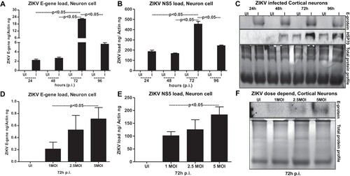 Figure 3. ZIKV infects primary cultures of cortical neurons in a time- and dose-dependent manner. QRT-PCR analysis showing ZIKV loads (MOI 5) determined by either E-gene (A) or NS5 (B) mRNA transcripts in neuronal cells at different time points (of 24, 48, 72 and 96 h p.i.). Uninfected cells (UI) at indicated time points served as controls. (C) Immunoblotting analysis showing ZIKV E-protein levels at different time points (24, 48, 72 and 96 h p.i. and at 5MOI). HSP70 loads serve as internal control. ZIKV loads at different MOI of infection (1, 2.5, 5 MOI) determined by either E-gene (D) or NS5 (E) mRNA transcripts is shown from 72 h p.i. (F) Immunoblot showing viral E-protein loads in cortical neurons upon infection with various doses (1, 2.5, 5 MOI). Uninfected cells were used as control in all panels. Total protein profiles shown by Coomassie-stained gels (in C and F) serve as loading controls. ZIKV loads for E-gene or NS5 mRNA transcripts are shown in both (A, D) or (B, E). E-gene or NS5 transcript levels were normalized to mouse beta-actin in (A, D) or (B, E). P value determined by Student’s two-tail t-test is shown.