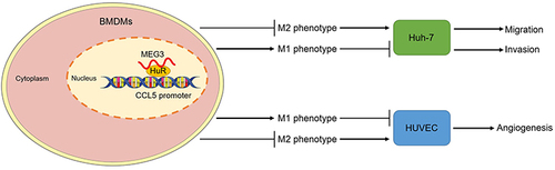 Figure 11 LncRNA MEG3 inhibits HCC malignant cell behavior by regulating M1 and M2 macrophage polarization via binding to HuR and upregulation of CCL5. A diagram was provided to elucidate how MEG3 regulates HCC malignant cell behavior by regulating HuR and CCL5 in nucleus of BMDMs with M1- or M2-like polarization.