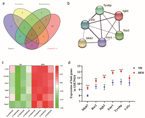 Figure 7. Verification in GSE79434. (a) Venn diagram describing the genes from the top 2 modules module with the highest score intersecting with the top 20 genes from each of the three calculation methods; (b) The PPI network of hub genes; (c) Heatmap of hub genes expression in GSE79434; (d) Boxplot of hub genes expression in GSE79434. (*p < 0.05, **p < 0.01, ***p < 0.001 vs ND group).