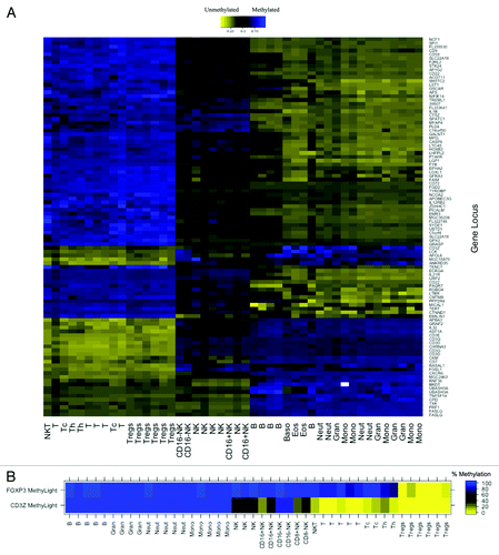 Figure 1. DNA methylation in MACS purified human leukocyte samples at immune cell-specific DMRs. (A) Illumina Infinium HumanMethylation27 data for top 100 putative T cell-specific DMRs identified from LME model. Beta values are scaled (zero centered) by gene locus. (B) MethyLight data for FOXP3 and CD3Z gene regions illustrating immune lineage-specific DNA methylation patterns. MACS purified cell type abbreviations: B, B lymphocytes; Gran, granulocytes; Neut, neutrophils; Mono, monocytes; NK, CD56+ natural killer cells; CD16+NK, CD16+CD56dim natural killer cells; CD16-NK, CD16-CD56bright natural killer cells; NKT, CD3+CD56+ natural killer T-cells; t, CD3+ T lymphocytes; Tc, CD3+CD8+ T lymphocytes (cytotoxic T-cells); Th, CD3+CD4+ T lymphocytes (helper T-cells); Treg, CD3+CD4+CD25+FOXP3+ regulatory T-cells