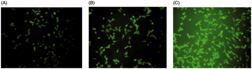 Figure 3. Confocal images of cellular uptake of free DTX (A), DTX LP (B) and CD133-DTX LP (C) by a 549 cells. Incubation time was 2 h.