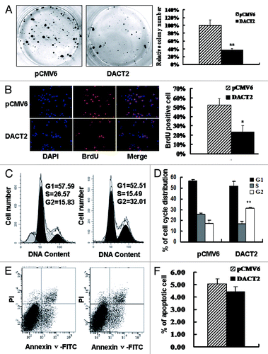 Figure 3. The effect of DACT2 on cell proliferation, cell cycle and apoptosis in vitro. (A) The effect of DACT2 on HCC cell proliferation was evaluated by colony formation assay. Left panel: Colony formation results of transfected with pCMV6 (empty vector) or DACT2 expression vector in HepG2 cells. Right panel: Quantitative analysis of colony numbers in different group. **p < 0.01. (B) BrdU incorporation was analyzed in pCMV6 or DACT2 expression vector transfected HepG2 cells. Left panel: cell nuclei were counterstained by BrdU and DAPI. Right panel: quantitative analysis of BrdU positive cells in different group. *p < 0.05. (C) Representative results of cell cycle distribution for pCMV6 (left panel) or DACT2 expression vector (right panel) transfected in HepG2 cells. Cycle distributions were measured by propidium iodide (PI) staining followed by flow cytometry after transfection for 48 h. (D) Quantitative analysis of cell cycle distribution in DACT2 expression and control group. **p < 0.01. (E) No effect was found on apoptosis after expression of DACT2 in HepG2 cell line. HepG2 cells were transfected with pCMV6 (left panel) or DACT2 expression vector (Right panel). 48 h serum starvation was performed 24 h after transfection. Then Annexin V-FITC/PI double staining was performed. Annexin V-positive and PI-negative staining cells are indicated as apoptotic cells. (F) Quantitative analysis of cell apoptosis.