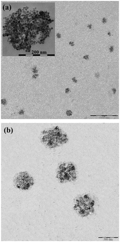 Figure 6. TEM image of the synthesized (a) PMNPs and (b) PEG1500-PMNPs. A thin polymeric nanoshell is observed on the surfaces of PEG1500-PMNPs.